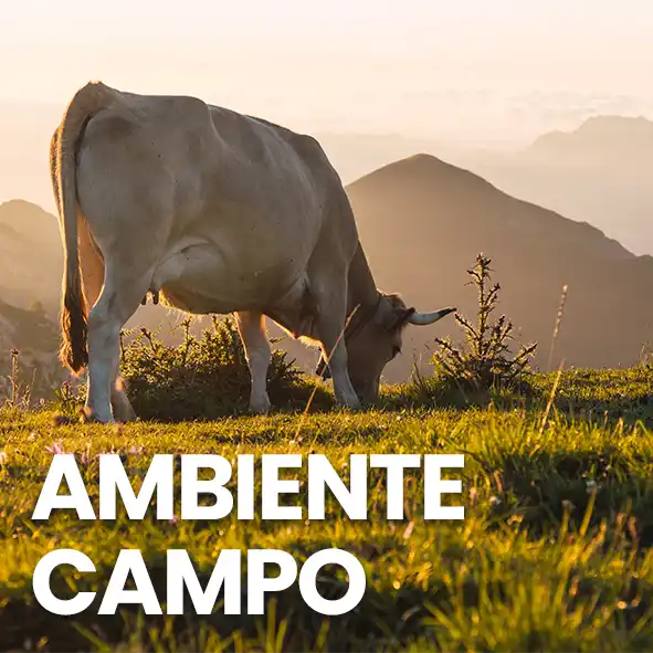 sonido de ambiente del campo