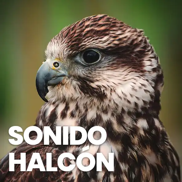 sonido de halcon